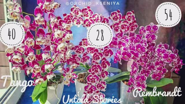 Шикарные орхидеи: Tango (Marrakesh), Untold Stories, Rembrandt | Домашнее цветение фаленопсисов 🌸 смотреть онлайн