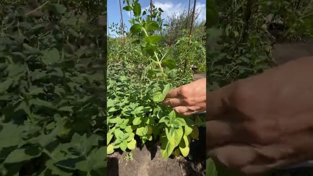 Даша Юргель | Бизнес через Соцсети