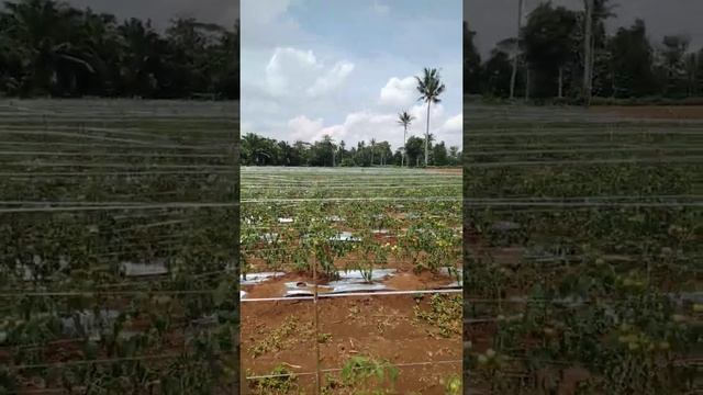 tomat ksm lebih cepat lebih baik ksm solusi petani sak nusantara смотреть онлайн