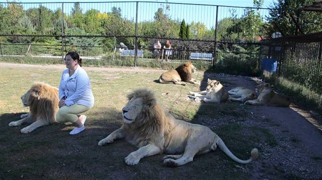 Чем больше мы стоим ,тем больше львов собирается вокруг ... смотреть онлайн