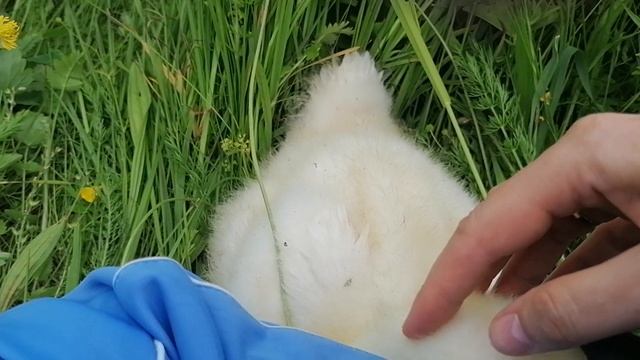 Гусенок спрятался в сапог !!! смотреть онлайн