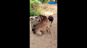 Обезьяна и собака😂