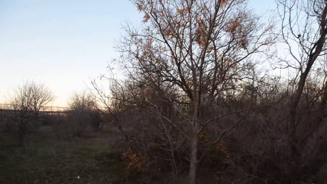 Львы замаскировались вокруг машинки пока мы собирали мусор :) смотреть онлайн