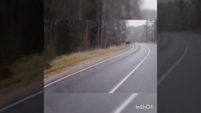 Там, где нас нет....перегон Псков-Гдов. смотреть онлайн