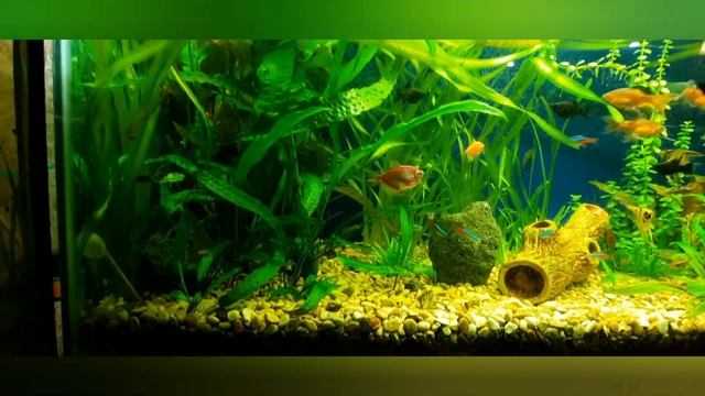 криптокарина разрослась смотреть онлайн