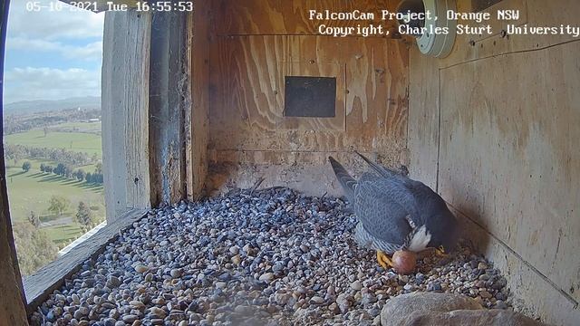 Xavier brings colorful prey for Diamond.FalconCam project.05.10.2021 смотреть онлайн