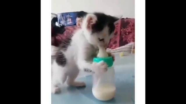 #2 | Cute and funniest cat videos compilation | Best cute cat video смотреть онлайн