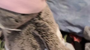 как мы в Хэллоуин басю напугали 👻👻😨😉🤣🤣🤣🤣🤣🤣