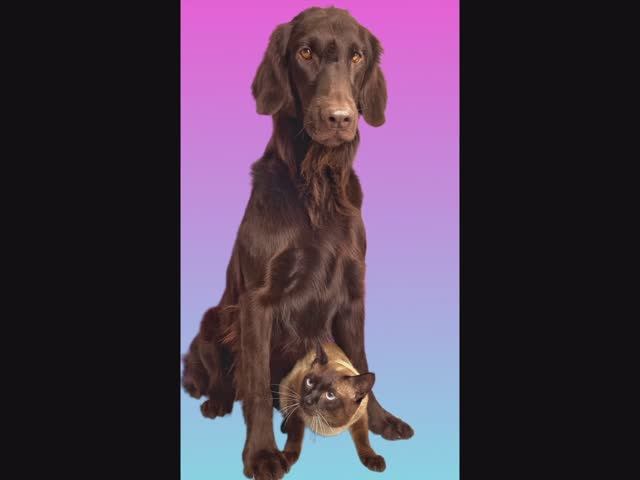 семейный груминг