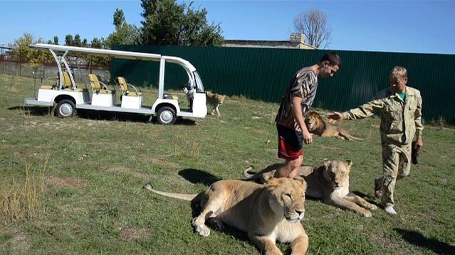 Люди в ШОКЕ ...,среди львов ,как среди пираний ... смотреть онлайн