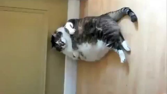 Нереально толстый кот пытается помыться ПРИКОЛ