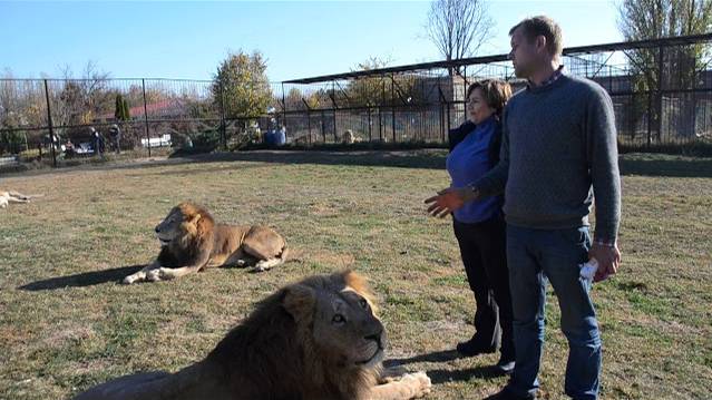 Олег Зубков о законах Саванны ! смотреть онлайн