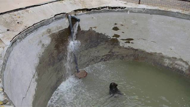 ЭКСТРЕННЫЙ ВЫПУСК ! Тюленю Маэстро неизвестные люди вылили какое-то вещество в бассеин ! смотреть онлайн