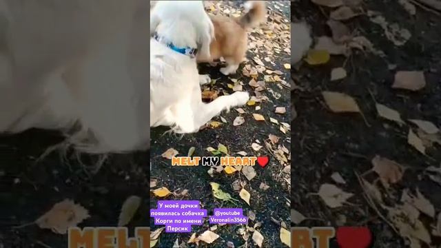 Корги #helenlin1 #животные #забавныеживотные #смешныеживотные #short #shortsvideo #корги