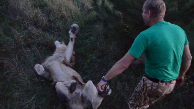 Чука включает ВОЖАКА ! смотреть онлайн