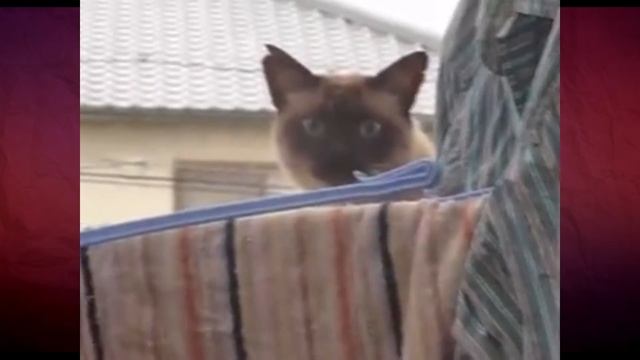 Котята (2 часть) смотреть онлайн