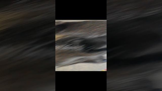 мой питомец 🎀 смотреть онлайн