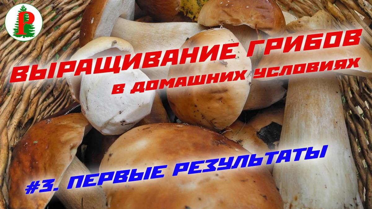 Выращивание грибов Первые результаты смотреть онлайн