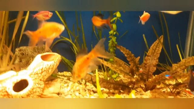 криптокарина стала огромной смотреть онлайн