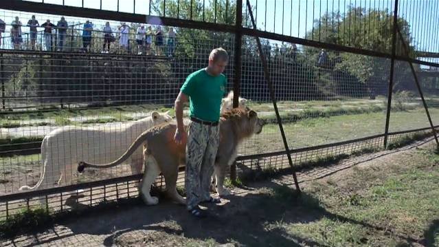 Филю наконец-то выманили из отдельного вольера и прогнали Сема ! смотреть онлайн