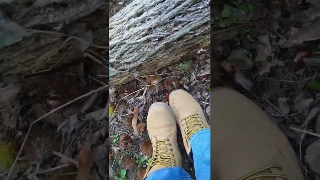 밤줍고 소보기(속담아님) смотреть онлайн