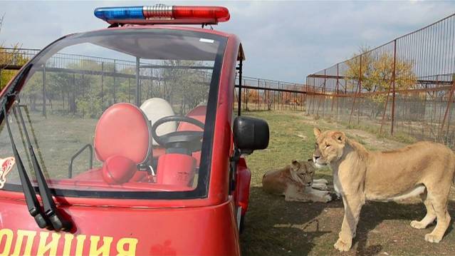 Львы бегут навстречу ...'Почувствуй себя царем природы...НЕДОЛГО :))' смотреть онлайн