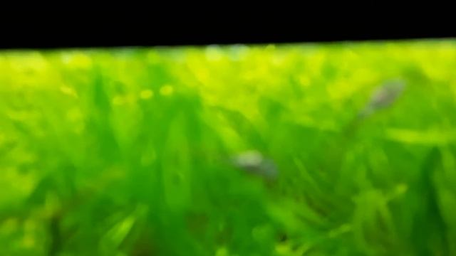 мальки анциструсов смотреть онлайн