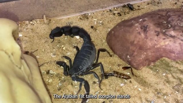 Deadly SCORPIONS!!!TOP 12 MOST DANGEROUS SCORPIONS смотреть онлайн