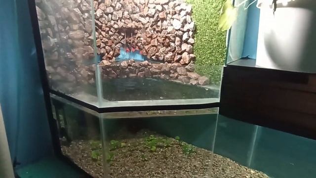 рыбий дом смотреть онлайн