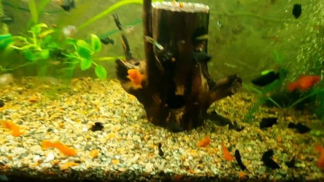 что стало с грушей за 8 месяце в смотреть онлайн