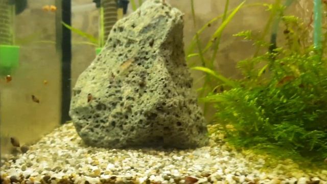 криветочник смотреть онлайн