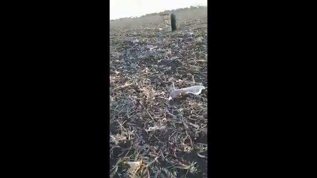 Гусь 2018 зеркальная засидка смотреть онлайн