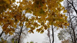 ОСЕННИЕ ЛИСТЬЯ... ЛИСТОПАД