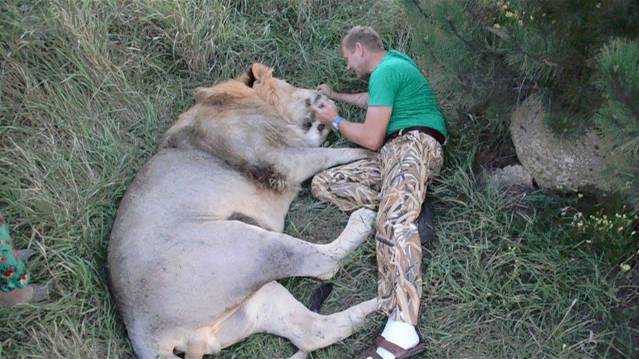 Чук стал просто ОГРОМНЫМ ЛЬВОМ ! смотреть онлайн