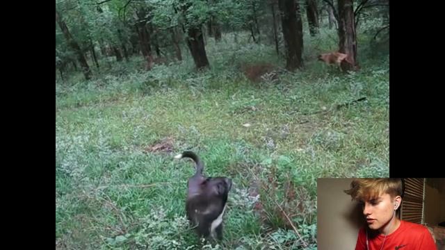 **Reacting to A Stalker In the Woods!!!*** смотреть онлайн