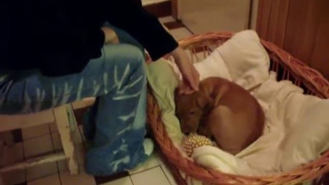 berci kutya смотреть онлайн