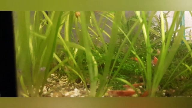 кормление креветок смотреть онлайн