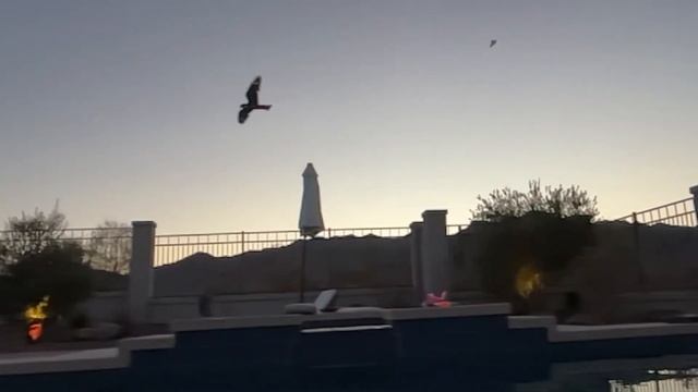 After Sunset - Bats & Bird of Prey смотреть онлайн