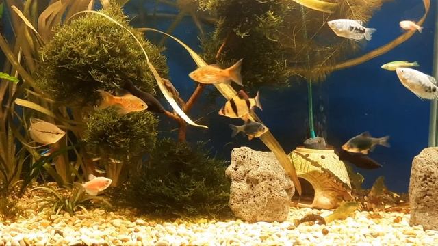 ждут кормешки смотреть онлайн