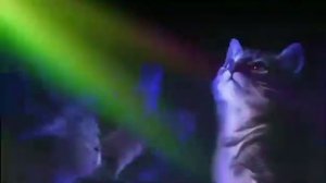 Вечеринка котов)