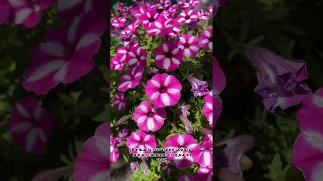 Обзор Петуния мультифлора Джоконда Роуз энд вайтвпечатляющие скидки до 40% УСАДЬБА-СЕМЕНА