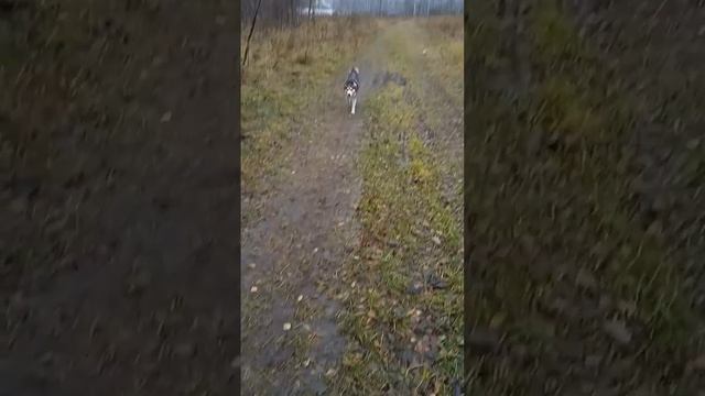 Бегу я уже бегу #Shorts смотреть онлайн