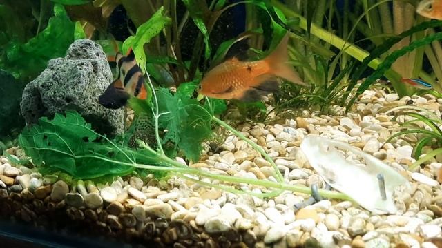 что стало с крапивой на следующей день смотреть онлайн