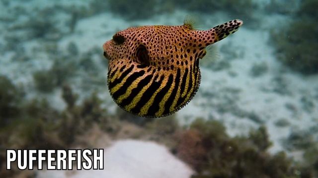 10 Most Dangerous Animals | Most Dangerous Animals On #didyouknow #earth #youtube