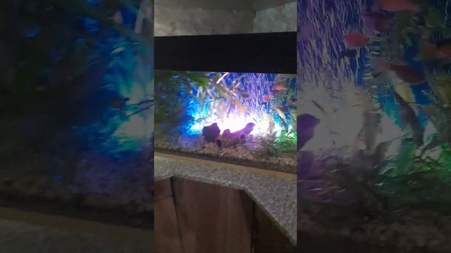 рыбки смотреть онлайн