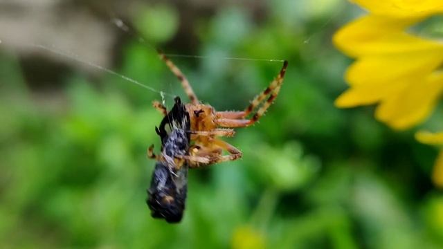 Spider; Predator & Prey #spiderofindia #urbanbiodiversity #Insectworld #citysounds смотреть онлайн