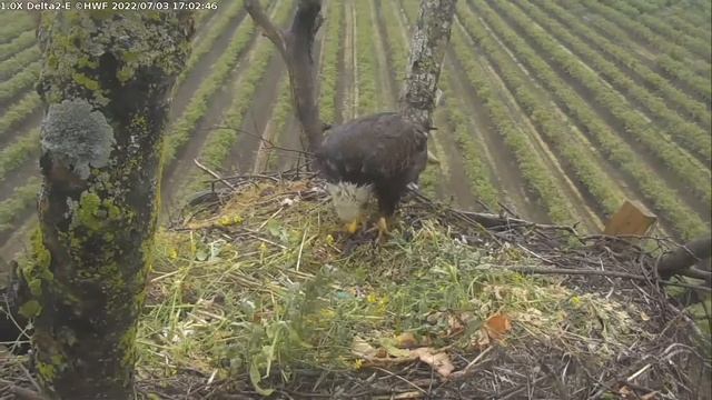 Delta 2 Eagle Cam Hancock Wildlife Foundation - Ma brings a prey to the nest - 7-3-22 смотреть онлайн