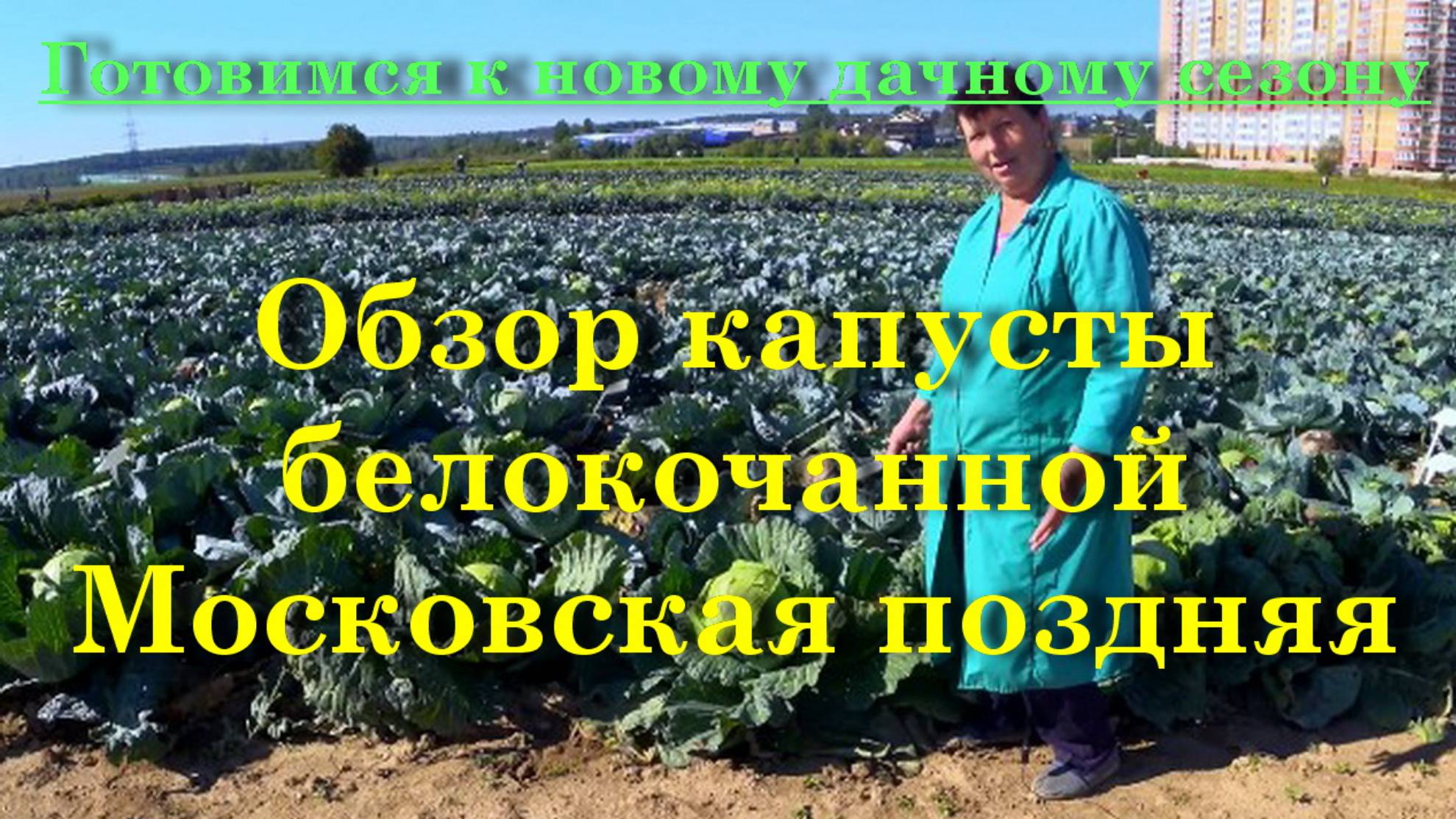 Обзор капусты белокочанной Московская поздняя смотреть онлайн