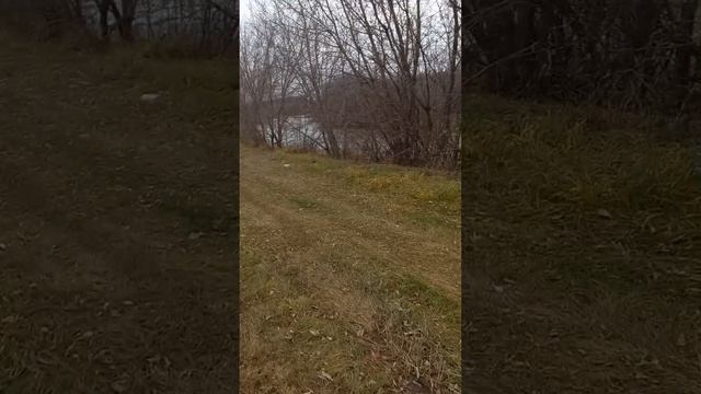 Пошел на налима #природа #рыбалка #красотаприроды #рыбак #рыбалка2024 #рыбалкаосенью #ловляналима #р смотреть онлайн