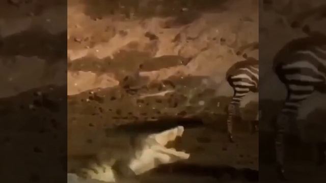 15 Times Predators Messed With The Wrong Prey смотреть онлайн